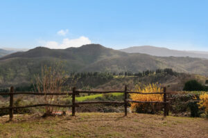 Cardellino